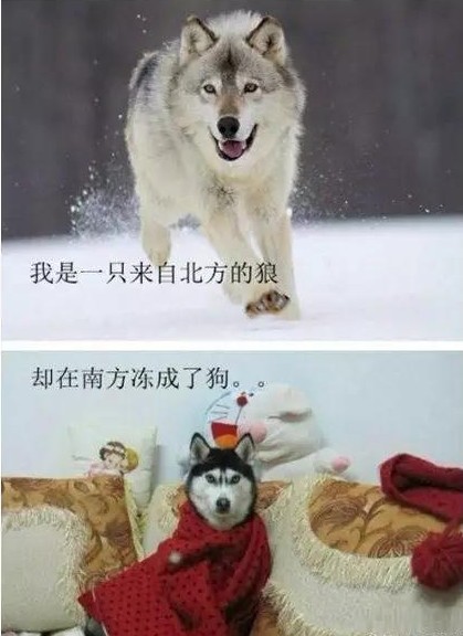 fpc軟板廠